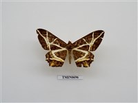 藏品(臺灣的蛾類(一))的圖片